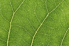 Attēlu rezultāti vaicājumam “Populus x canadensis leaf”