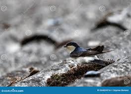 Attēlu rezultāti vaicājumam “Delichon urbicum nest”