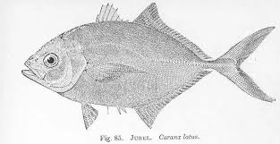 Image result for Caranx latus