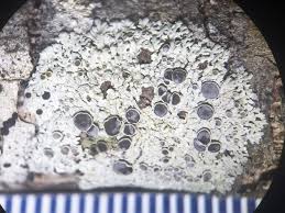 Attēlu rezultāti vaicājumam “Physcia aipolia”