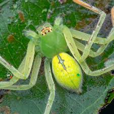 Attēlu rezultāti vaicājumam “Micrommata virescens”