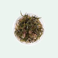 Attēlu rezultāti vaicājumam “Cribraria ferruginea”