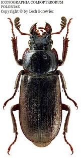 Attēlu rezultāti vaicājumam “Platycerus caraboides”