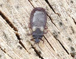 Attēlu rezultāti vaicājumam “Dryophilocoris flavoquadrimaculatus imago”