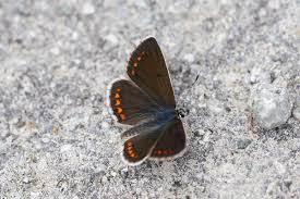 Attēlu rezultāti vaicājumam “Aricia artaxerxes  female”