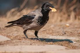 Attēlu rezultāti vaicājumam “Corvus cornix juvenile”
