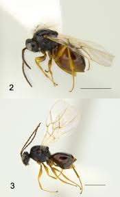 Attēlu rezultāti vaicājumam “Cynipidae”