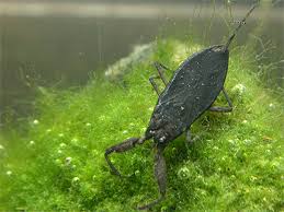 Attēlu rezultāti vaicājumam “Nepa cinerea”