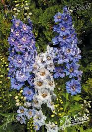Attēlu rezultāti vaicājumam “Delphinium elatum”