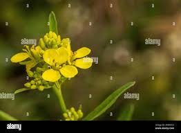 Attēlu rezultāti vaicājumam “Sinapis arvensis flower”
