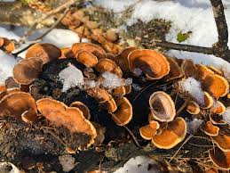 Attēlu rezultāti vaicājumam “Stereum fasciatum”