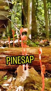 Attēlu rezultāti vaicājumam “Monotropa hypopitys fruit”