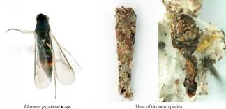 Attēlu rezultāti vaicājumam “Psychidae”