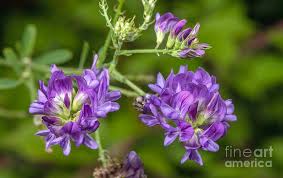 Attēlu rezultāti vaicājumam “Medicago sativa subsp. sativa”