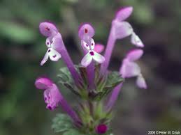 Attēlu rezultāti vaicājumam “Lamium amplexicaule”