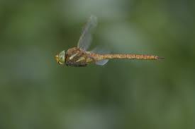 Attēlu rezultāti vaicājumam “Aeshna isoceles”