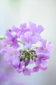 Attēlu rezultāti vaicājumam “Hesperis matronalis bud”