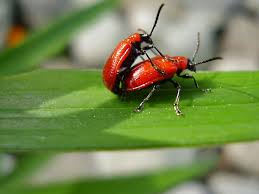 Attēlu rezultāti vaicājumam “Lilioceris lilii”