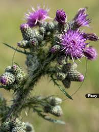 Attēlu rezultāti vaicājumam “Cirsium palustre flower”