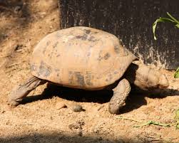 Attēlu rezultāti vaicājumam “Tortula lingulata macro”