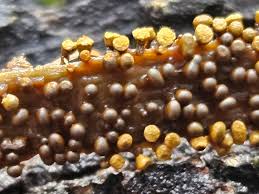 Attēlu rezultāti vaicājumam “Trichia sp.”