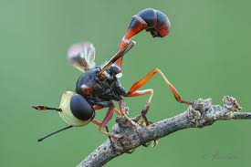 Attēlu rezultāti vaicājumam “Conopidae”