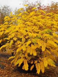 Attēlu rezultāti vaicājumam “Pterocarya fraxinifolia leaf”
