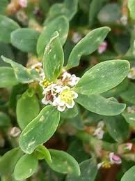 Attēlu rezultāti vaicājumam “Polygonum aviculare flower”