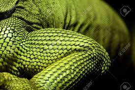 Image result for reptile scales