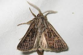 Attēlu rezultāti vaicājumam “Tholera decimalis male”