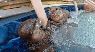 Image result for Cults Otters Amateur Swimming Club