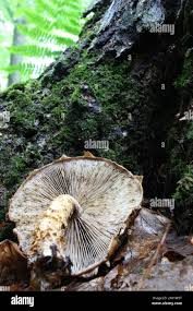 Attēlu rezultāti vaicājumam “Stropharia albocrenulata”