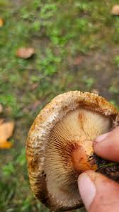 Attēlu rezultāti vaicājumam “Lactarius torminosus”