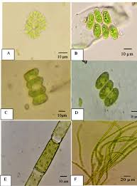 Attēlu rezultāti vaicājumam “Chaetophora pisiformis”