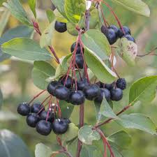 Attēlu rezultāti vaicājumam “Aronia melanocarpa fruit”