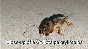 Attēlu rezultāti vaicājumam “Gryllotalpa gryllotalpa”