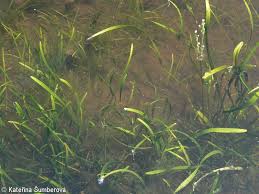 Attēlu rezultāti vaicājumam “Alisma gramineum flower”