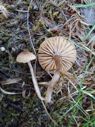 Attēlu rezultāti vaicājumam “Symphytocarpus flaccidus stalked”