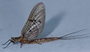 Attēlu rezultāti vaicājumam “Ephemera sp.”