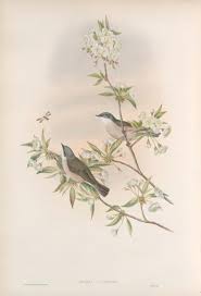 Attēlu rezultāti vaicājumam “Sylvia curruca”