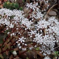 Attēlu rezultāti vaicājumam “Sedum album flower”