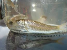 Image result for Moxostoma duquesnei