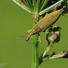 Attēlu rezultāti vaicājumam “Lixus iridis”