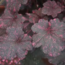 Image result for Heuchera `Midnight Rose`