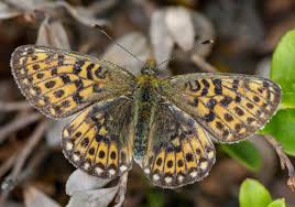 Attēlu rezultāti vaicājumam “Clossiana euphrosyne”