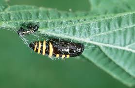 Attēlu rezultāti vaicājumam “Abraxas grossulariata larva”