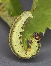 Attēlu rezultāti vaicājumam “Agonopterix ciliella”
