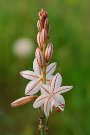 Image result for Asphodelus fistulosus
