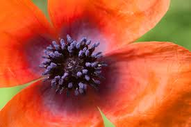 Attēlu rezultāti vaicājumam “Papaver argemone”