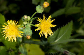 Attēlu rezultāti vaicājumam “Sonchus asper flower”